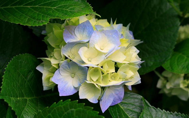 Hydrangeas