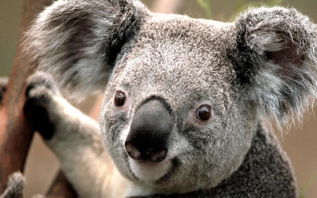 Koala