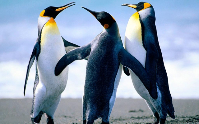 Penguins